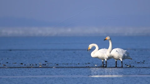 Whooper swan (Cygnus cygnus)