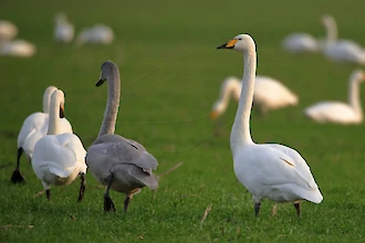 Whooper swan (Cygnus cygnus)