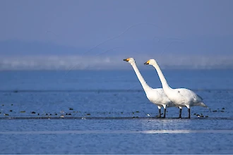 Whooper swan (Cygnus cygnus)