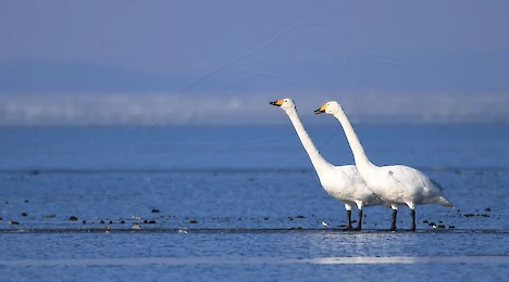 Swans, ducks, geese & cormorants
