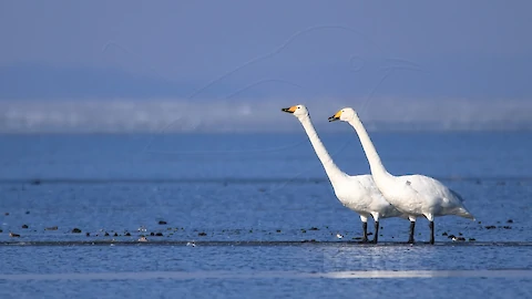 Whooper swan (Cygnus cygnus)