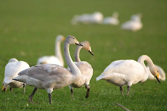 Whooper swan (Cygnus cygnus)