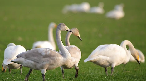 Swans, ducks, geese & cormorants