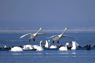 Whooper swan (Cygnus cygnus)