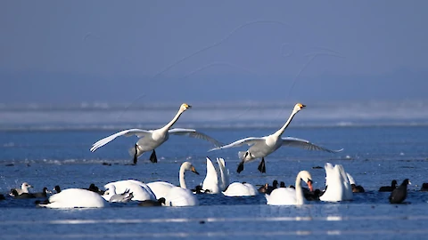 Whooper swan (Cygnus cygnus)