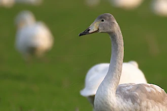 Whooper swan (Cygnus cygnus)