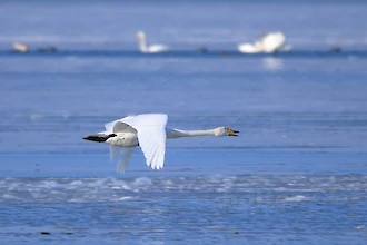 Whooper swan (Cygnus cygnus)