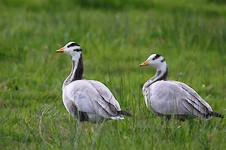 Bar-headed goose (Anser indicus)
