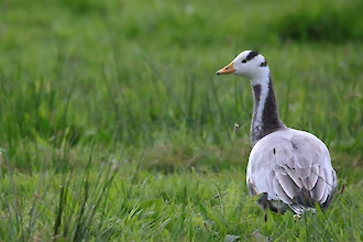 Bar-headed goose (Anser indicus)