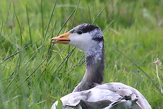 Bar-headed goose (Anser indicus)