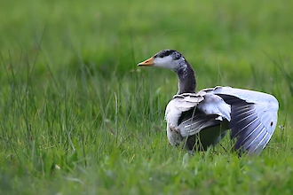 Bar-headed goose (Anser indicus)