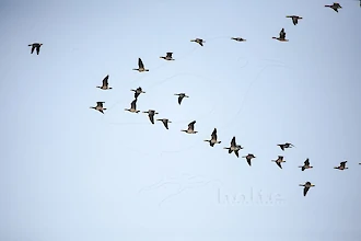Barnacle goose (Branta leucopsis)