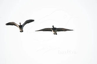 Barnacle goose (Branta leucopsis)