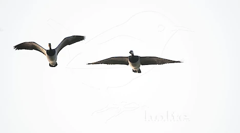 Swans, ducks, geese & cormorants
