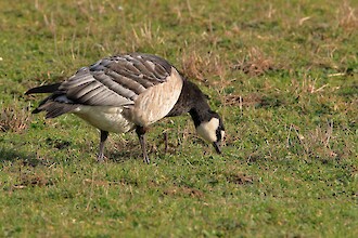 Barnacle goose (Branta leucopsis)