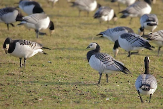 Barnacle goose (Branta leucopsis)