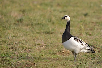 Barnacle goose (Branta leucopsis)