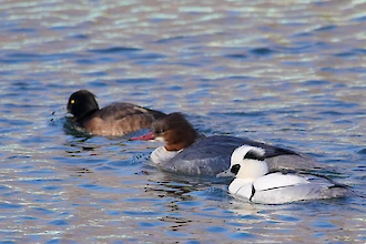 Smew (Mergellus albellus)