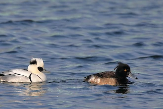 Smew (Mergellus albellus)