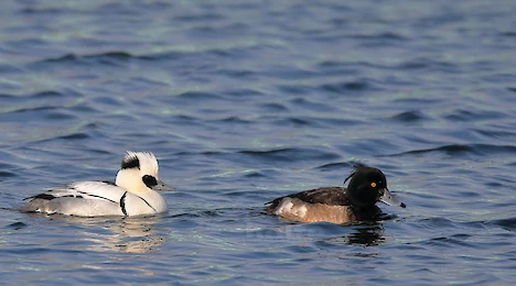 Swans, ducks, geese & cormorants
