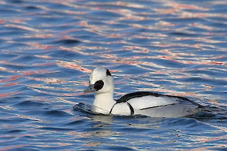 Smew (Mergellus albellus)