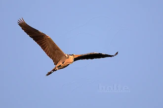 Graureiher (Ardea cinerea)