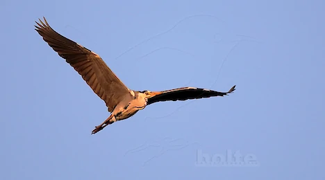Reiher, Störche & Ibisse