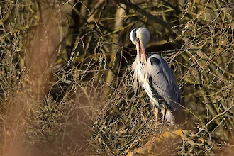 Graureiher (Ardea cinerea)