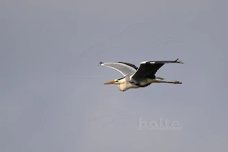 Graureiher (Ardea cinerea)