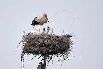Weißstorch (Ciconia ciconia)