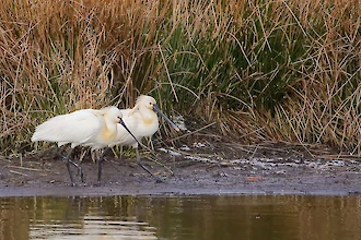 Loeffler (Platalea leucordia)