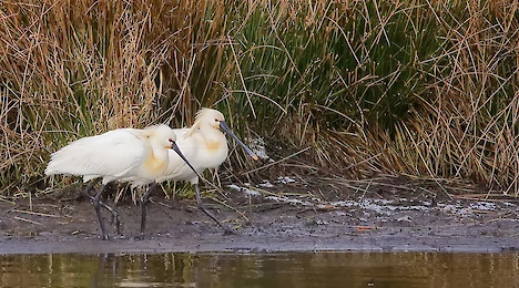 Herons, storks & ibises