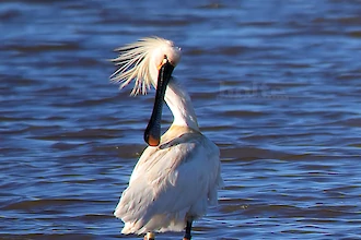 Loeffler (Platalea leucordia)