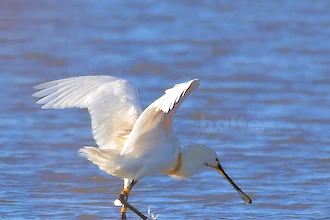 Loeffler (Platalea leucordia)