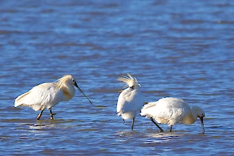 Loeffler (Platalea leucordia)