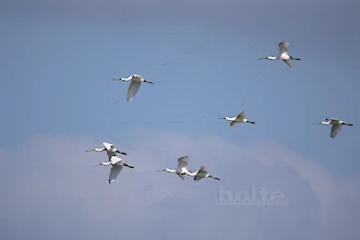 Loeffler (Platalea leucordia)