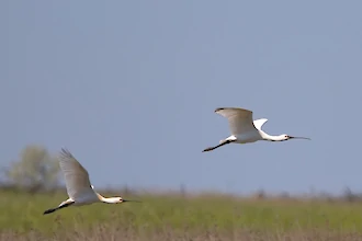 Löffler (Platalea leucorodia)