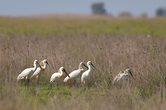 Löffler (Platalea leucorodia)