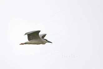 Nachtreiher (Nycticorax nycticorax)