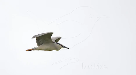 Herons, storks & ibises