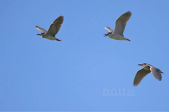 Nachtreiher (Nycticorax nycticorax)