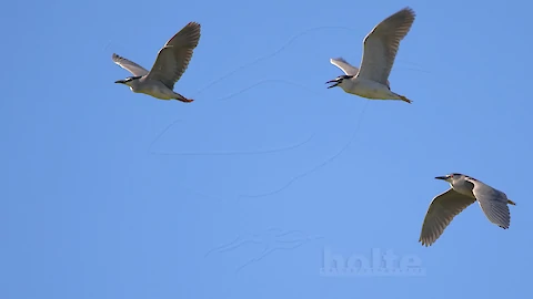 Nachtreiher (Nycticorax nycticorax)