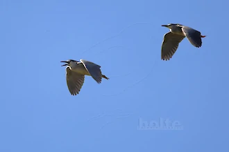 Nachtreiher (Nycticorax nycticorax)