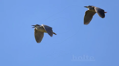 Herons, storks & ibises