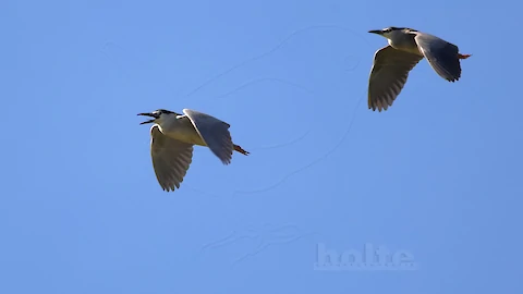 Nachtreiher (Nycticorax nycticorax)