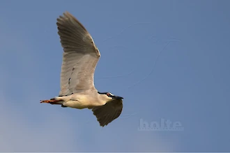 Nachtreiher (Nycticorax nycticorax)