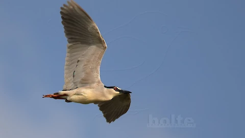 Nachtreiher (Nycticorax nycticorax)