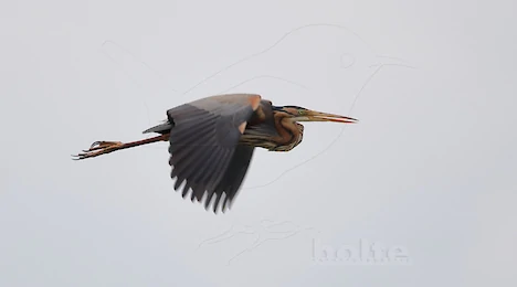 Herons, storks & ibises