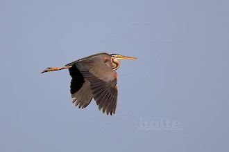 Purpurreiher (Ardea purpurea)