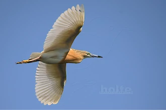 Rallenreiher (Ardeola ralloides)